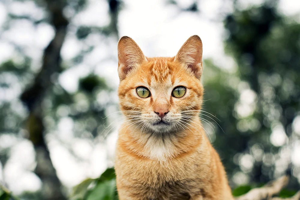 Rote Katze