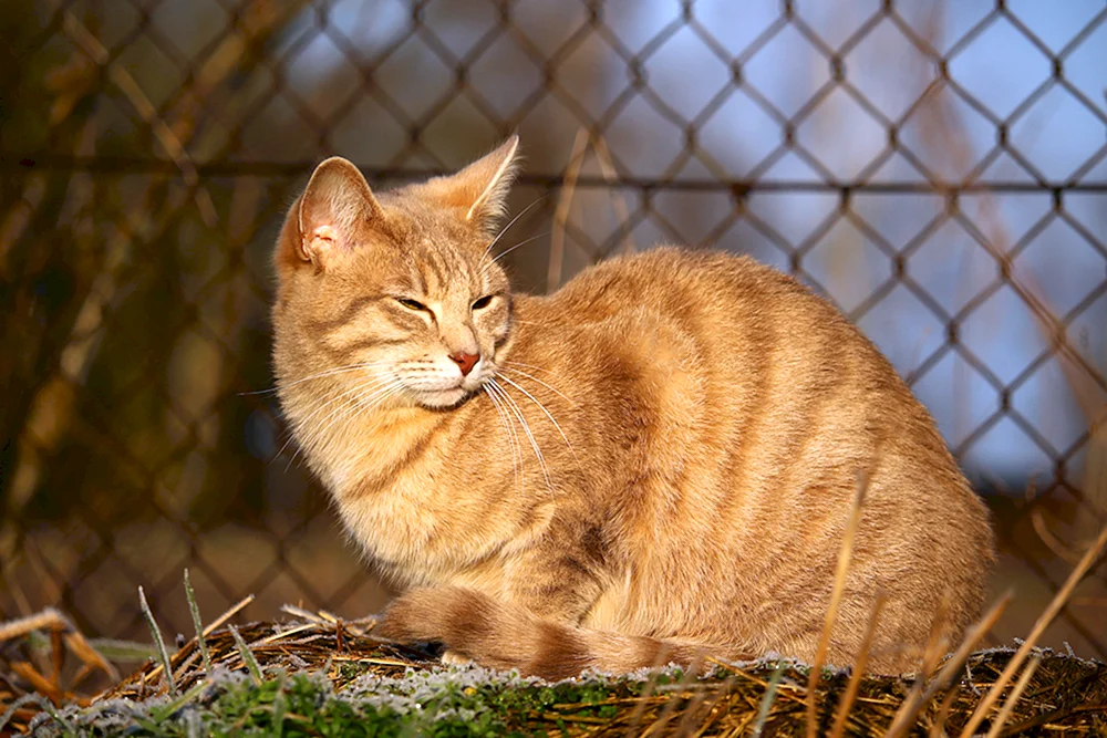 Europäisch Langhaar-Katze rot