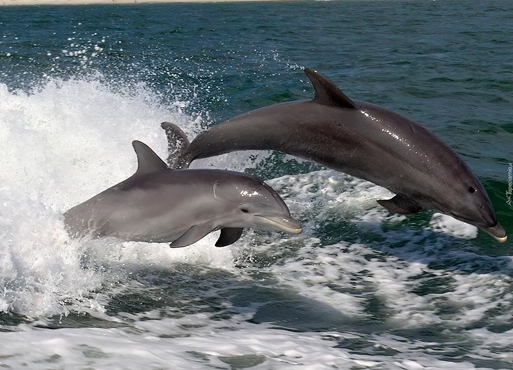Delphin Afalina im Schwarzen Meer