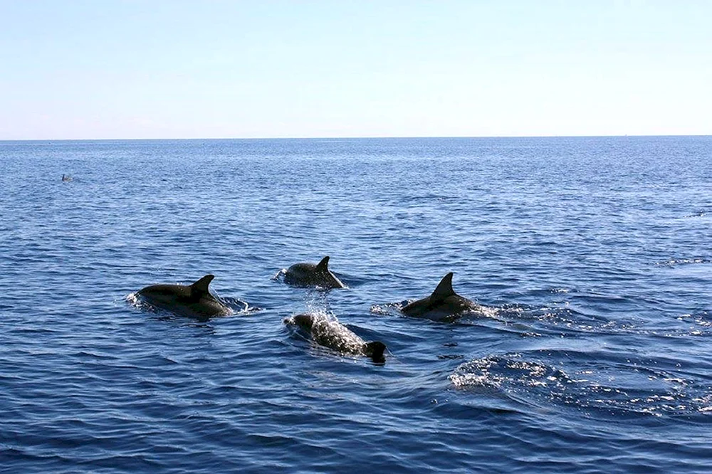 Delfin Afalina Schwarzes Meer Delfin