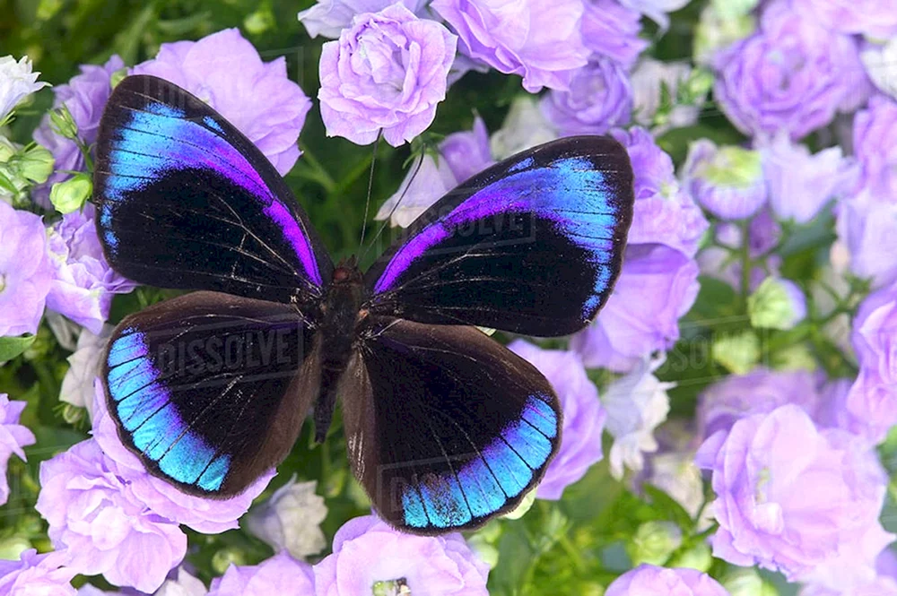 Schmetterling