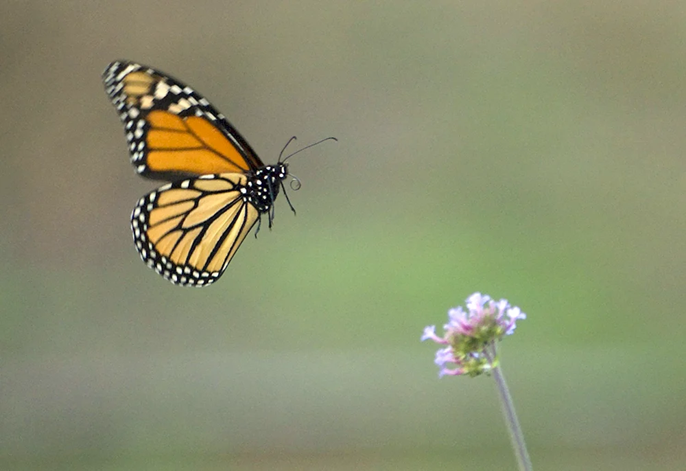 Schmetterling Monarchfalter