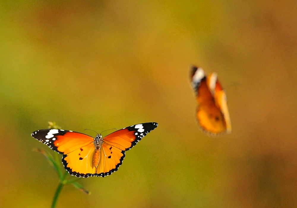 Schmetterling Eichhörnchen Kohlschmetterling