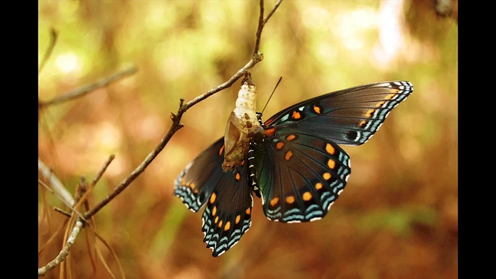 Schmetterling Kotzebue