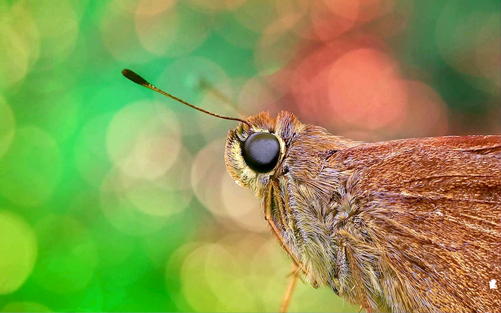 Schmetterling