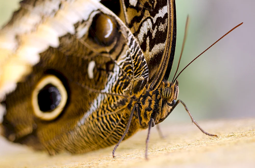 Schmetterling