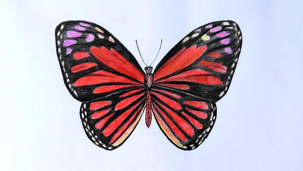 Schmetterling Bleistiftzeichnung