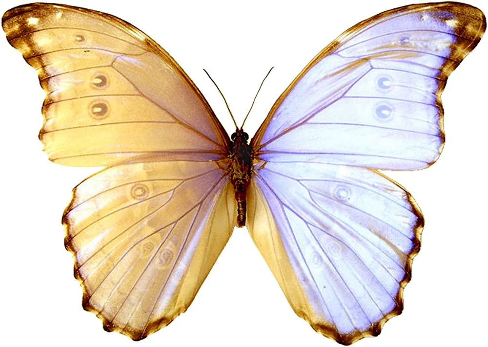 Schmetterling
