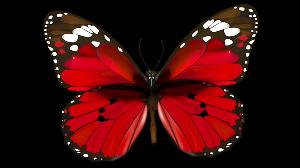 Schmetterling
