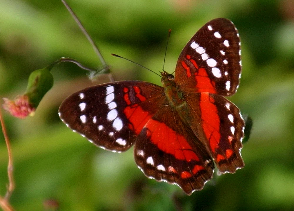 Roter Schmetterling