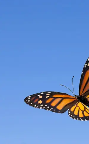 Adelaide Monarchfalter