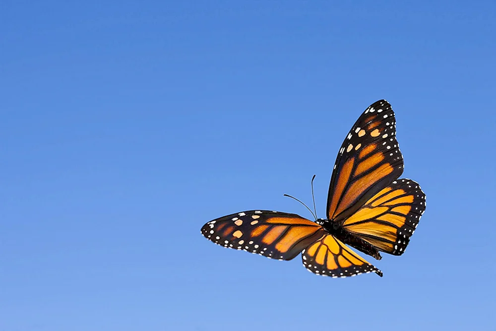 Adelaide Monarchfalter