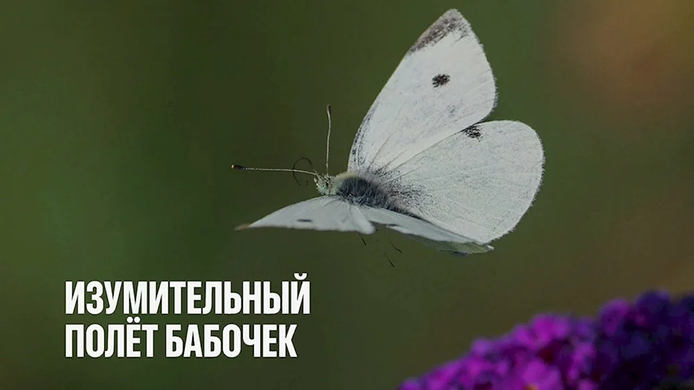 Schmetterlinge im Flug