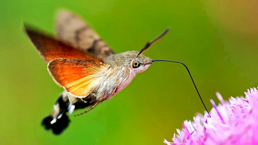 Ockerkolibri