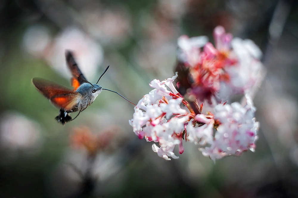 Zungenkolibri