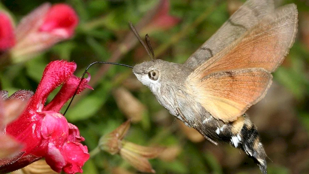Krümelkolibri Schmetterling. Rüsselkolibri