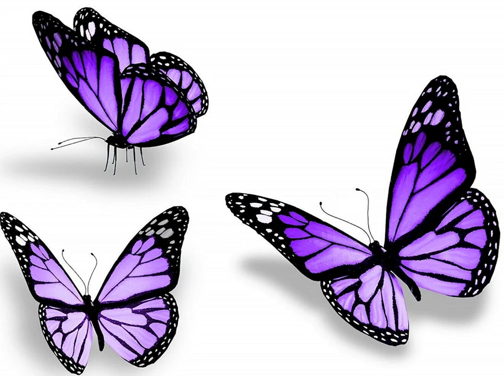 Lila Schmetterling