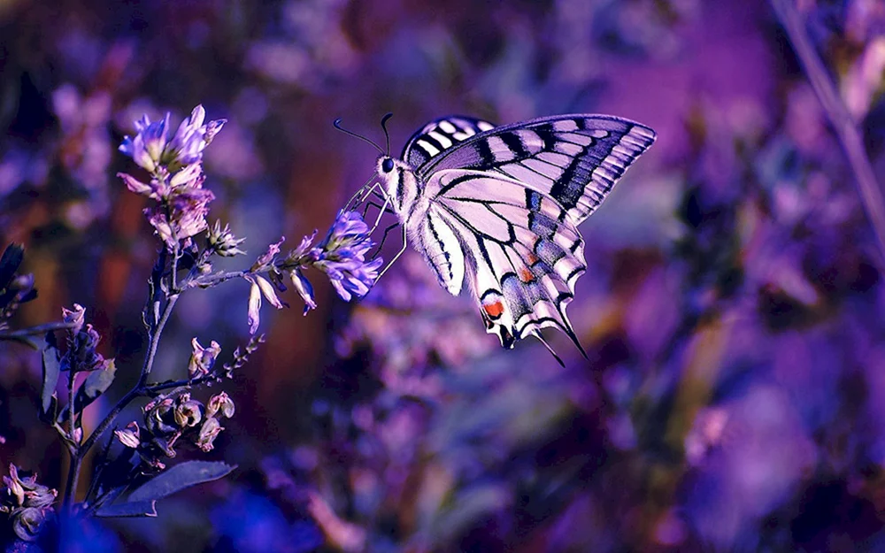 Morpho adonis Schmetterling