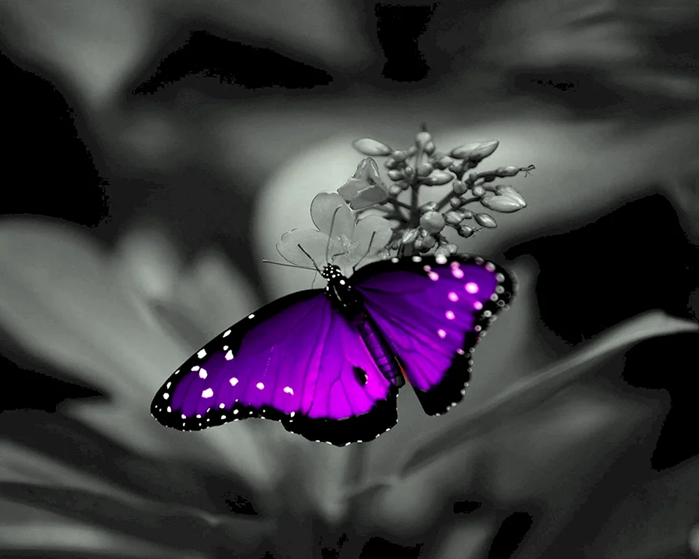 Lila Schmetterling