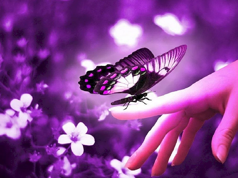 Lila Schmetterling