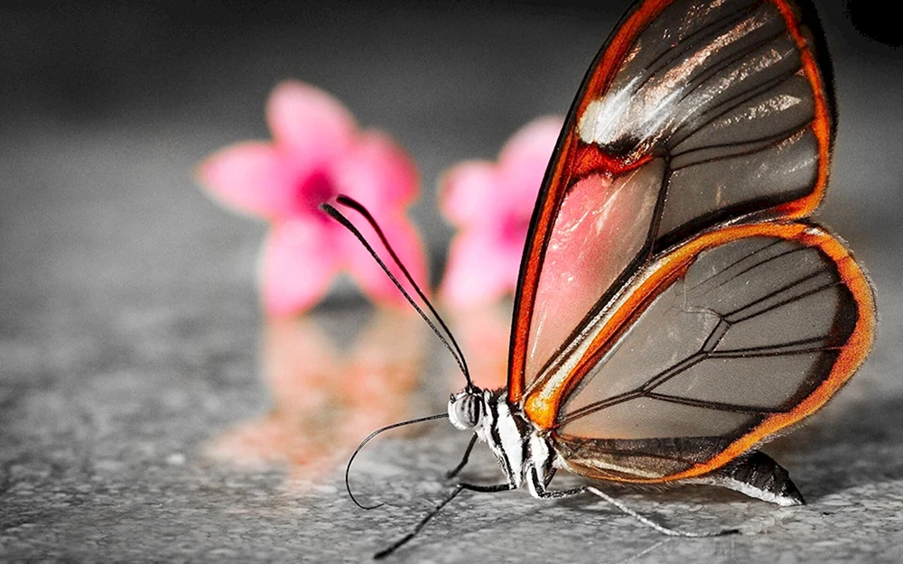 Greta Schmetterling oto