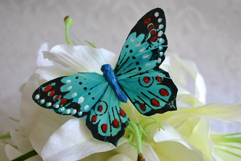 Gorgeus Schmetterling