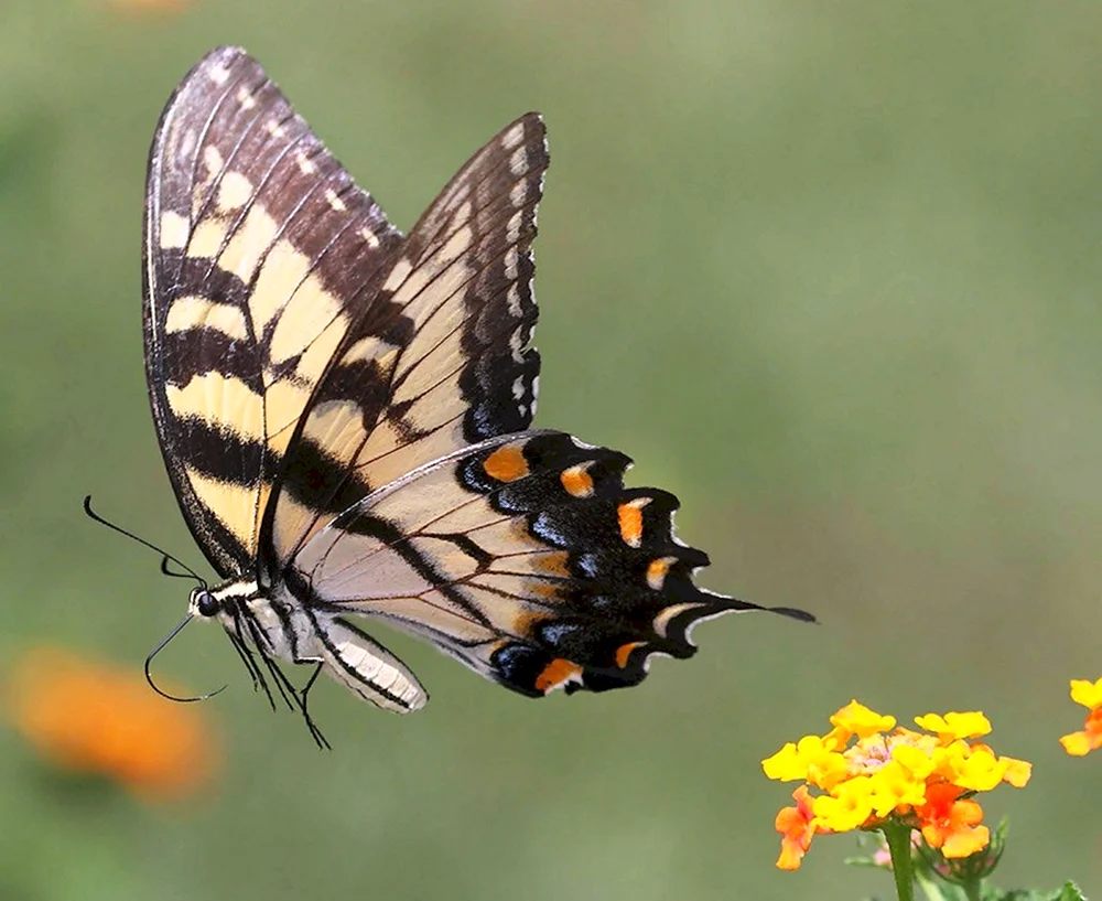 Fliegender Schmetterling
