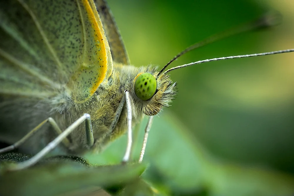 Tagpfauenauge Schmetterling