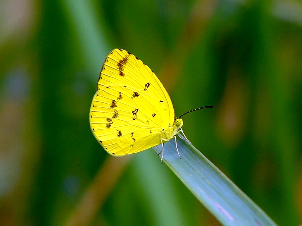 Gelber Schmetterling Mahonfalter