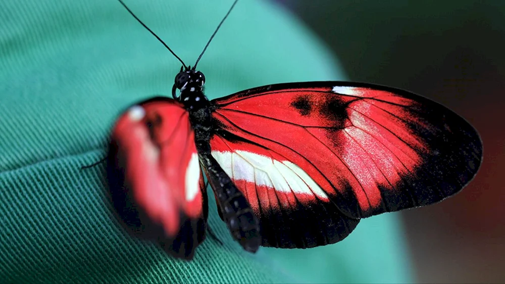 Roter Schmetterling
