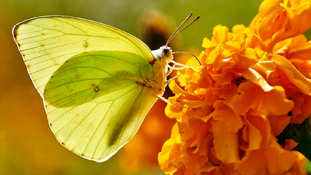 Gelber Schmetterling