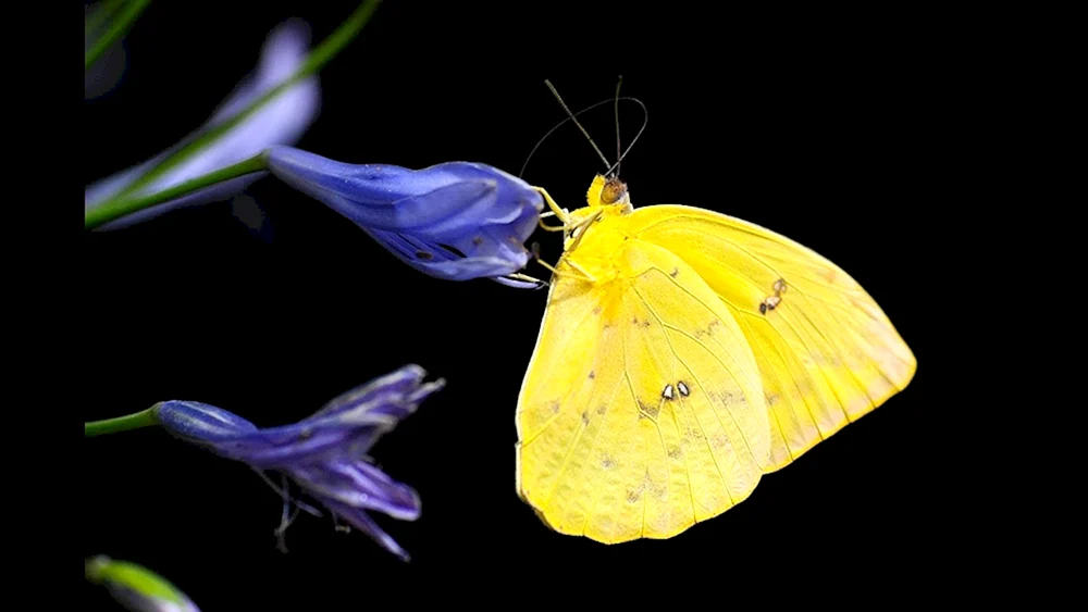 Schmetterling