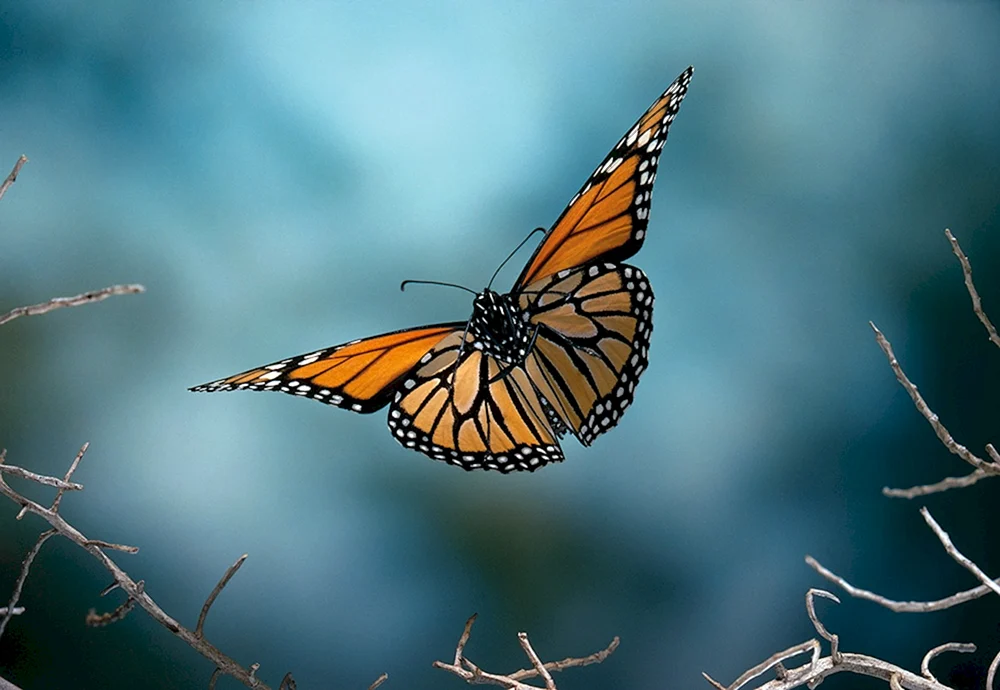 Monarchfalter