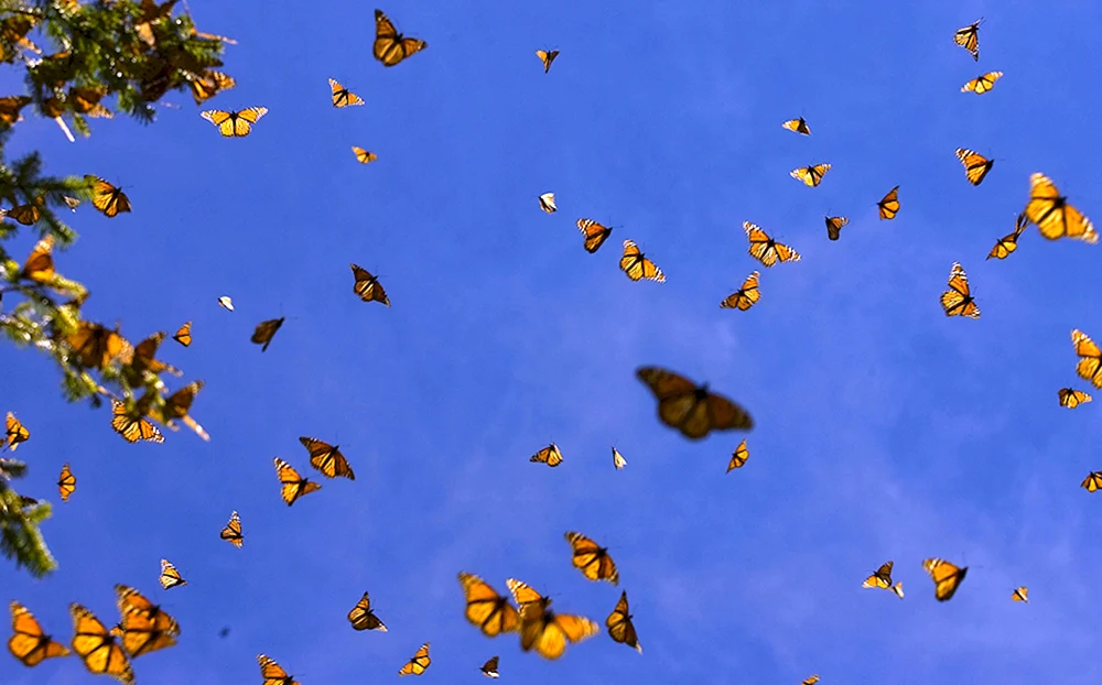 Schmetterling