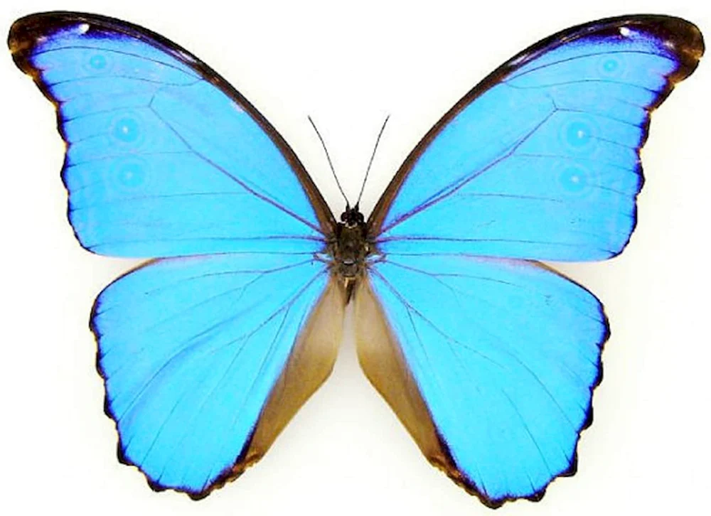 Morpho Didius Schmetterling