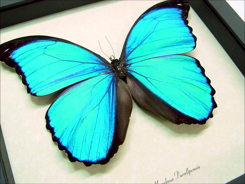 Morpho Menelaus Schmetterling