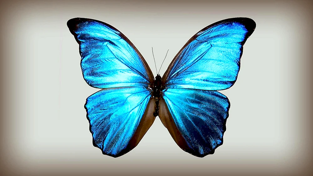 Morpho Menelaus Schmetterling