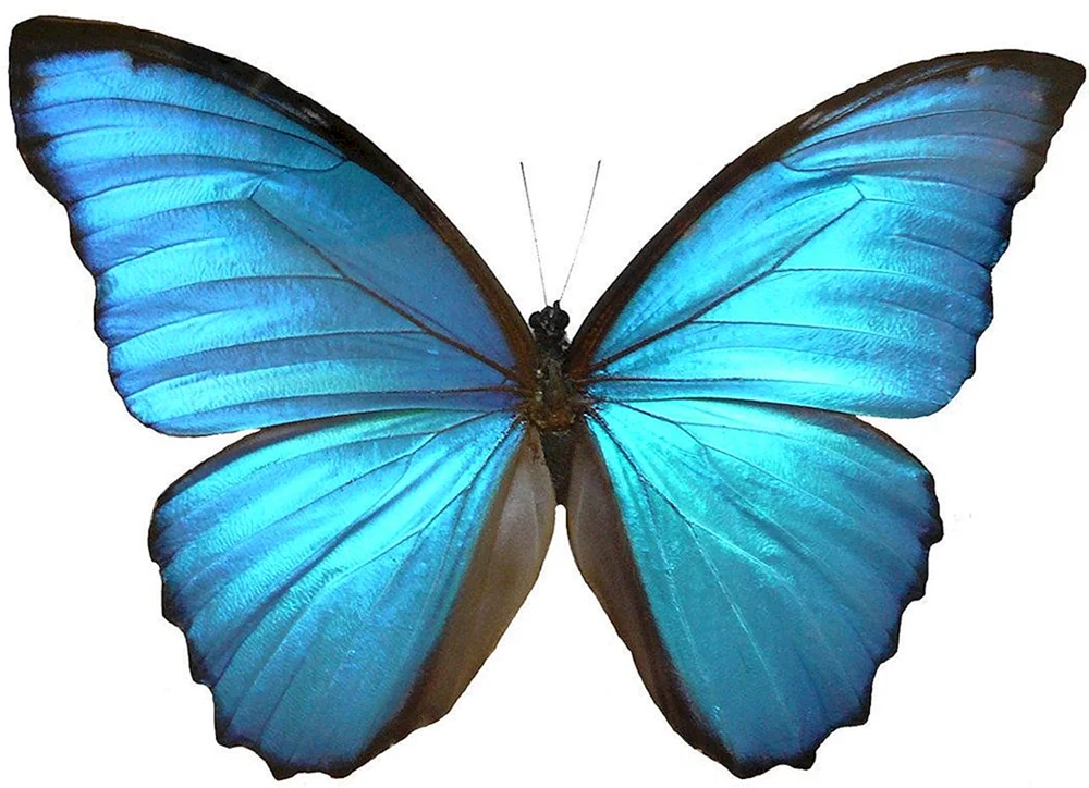Kleiner Schmetterling