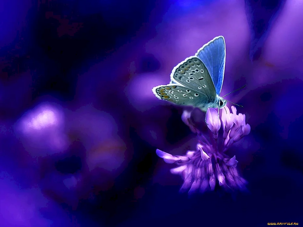 Lila Schmetterling auf einer Blume