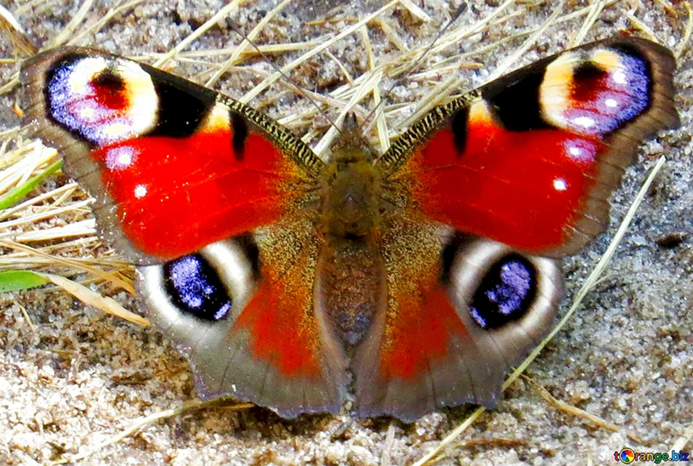 Caligo eurilochus Schmetterling