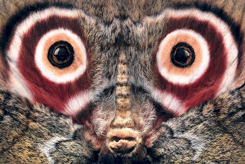 Facettierte Augen von Libellen