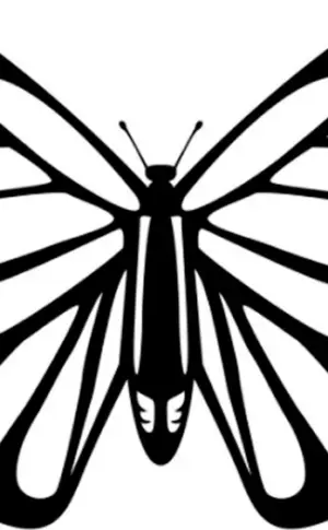 Schmetterling Zeichnung
