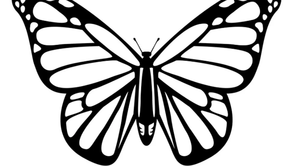 Schmetterling Zeichnung