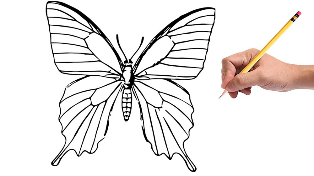 Schmetterling Bleistiftzeichnung