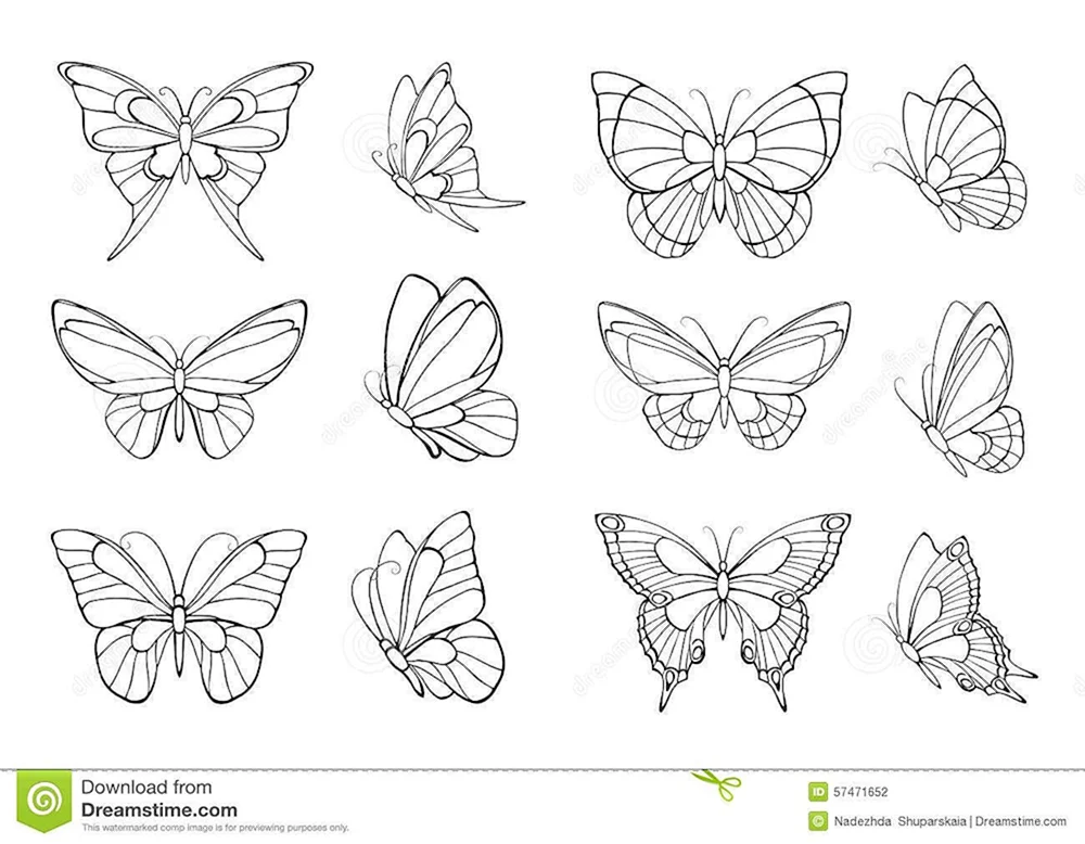 Schmetterling skizzieren