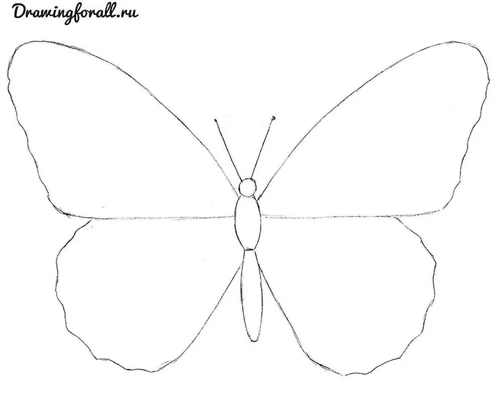 Schmetterling Bleistiftzeichnung