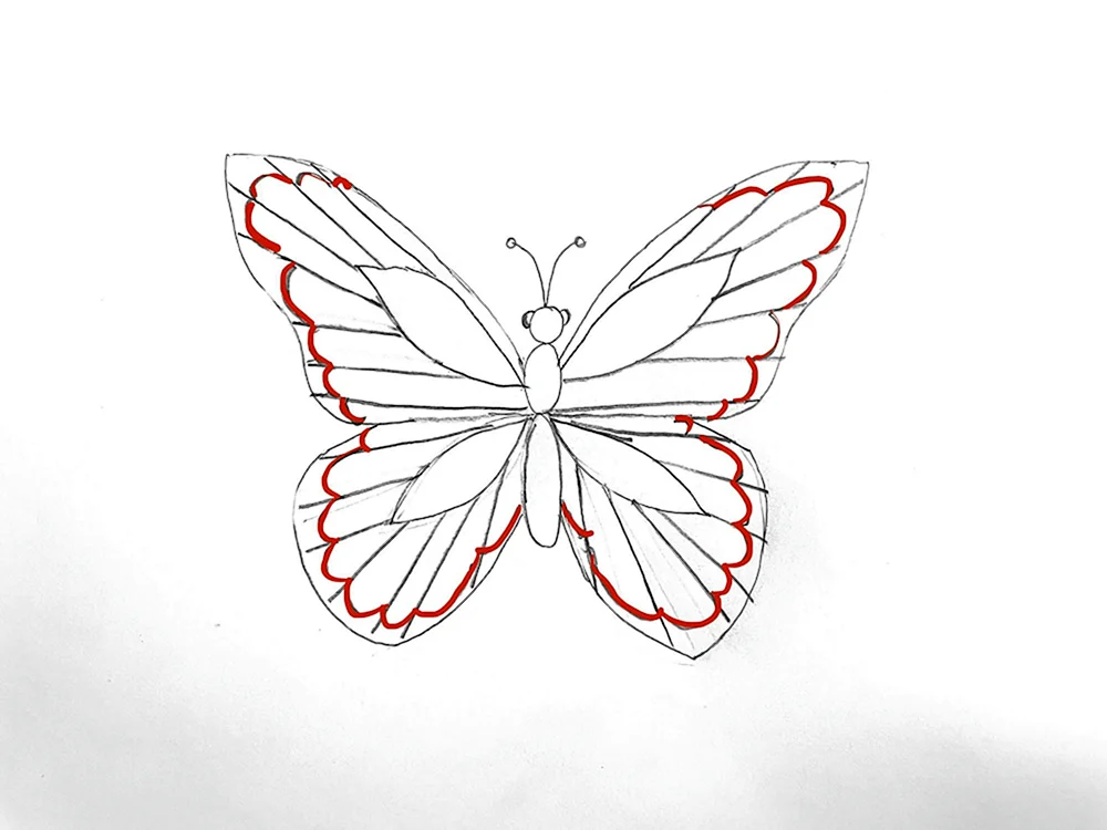 Schmetterling Bleistiftzeichnung