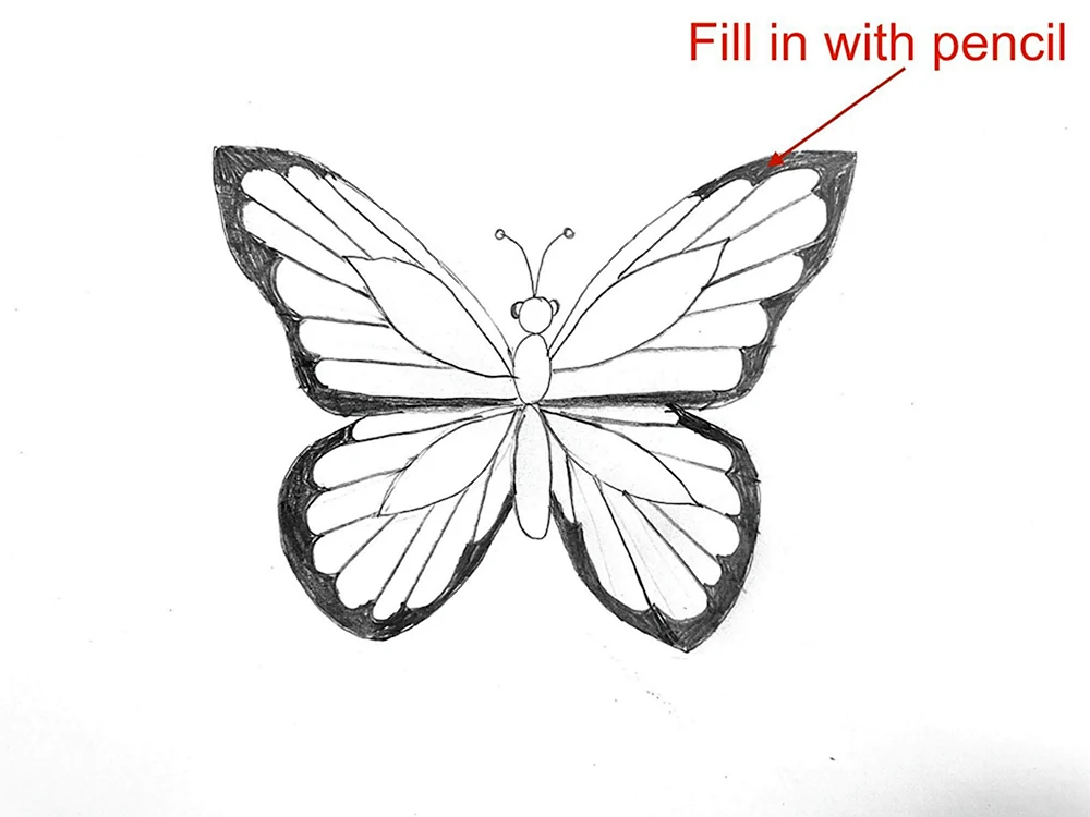 Schmetterling zeichnen mit Bleistift