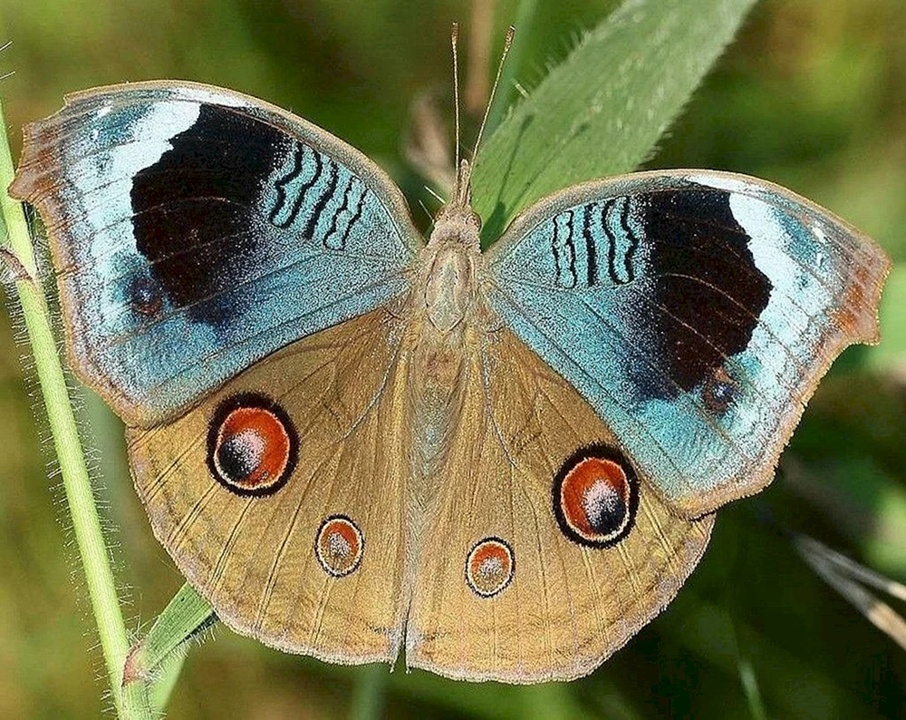 Schmetterlingsaugen Foto