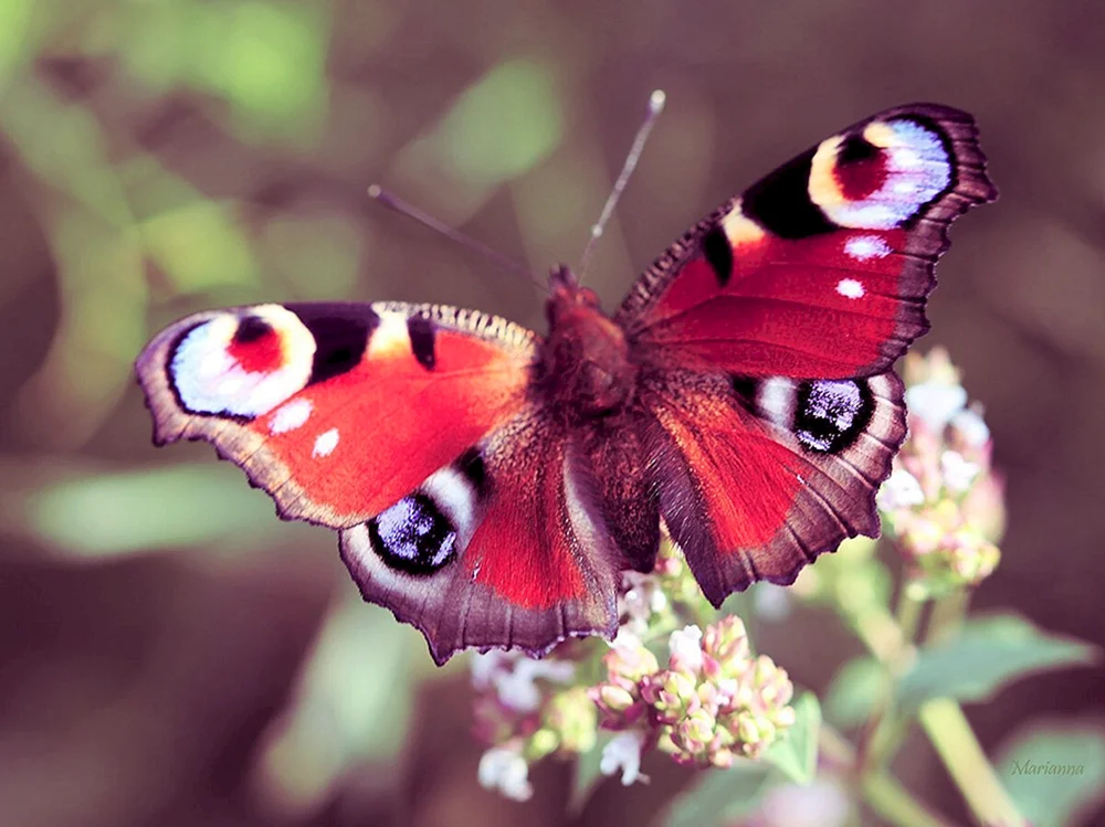 Roter Cymothoe Schmetterling